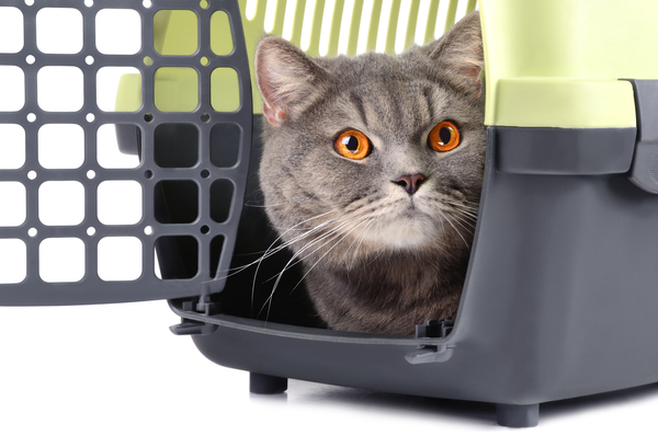 Accessoires pour chats, Vienne, Doggy Croq