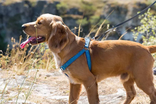 Accessoires pour chiens, Vienne, Doggy Croq