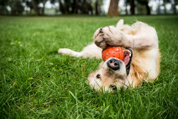 Jouets pour chiens, Vienne, Doggy Croq