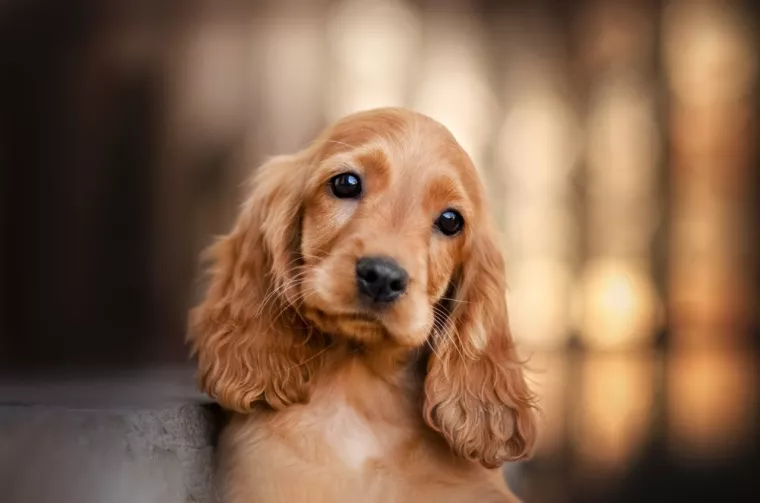 À qui faire appel pour éduquer son cocker anglais ?, Vienne, Doggy Croq